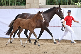 Larena Magika PN